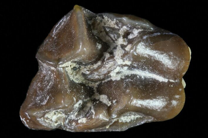 Oligocene Horse (Mesohippus) Tooth - South Dakota #73642